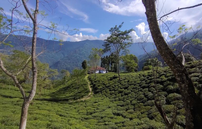 plantation-view-tea-pluckers-day-darjeeling.jpg