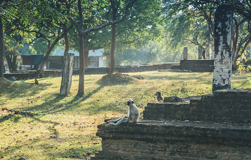 polonnaruwa-s-primates