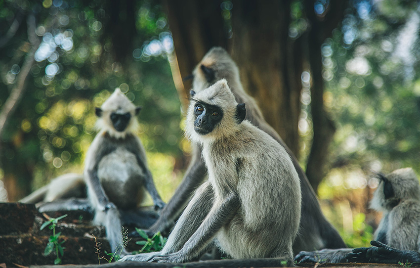 polonnaruwa-s-primates
