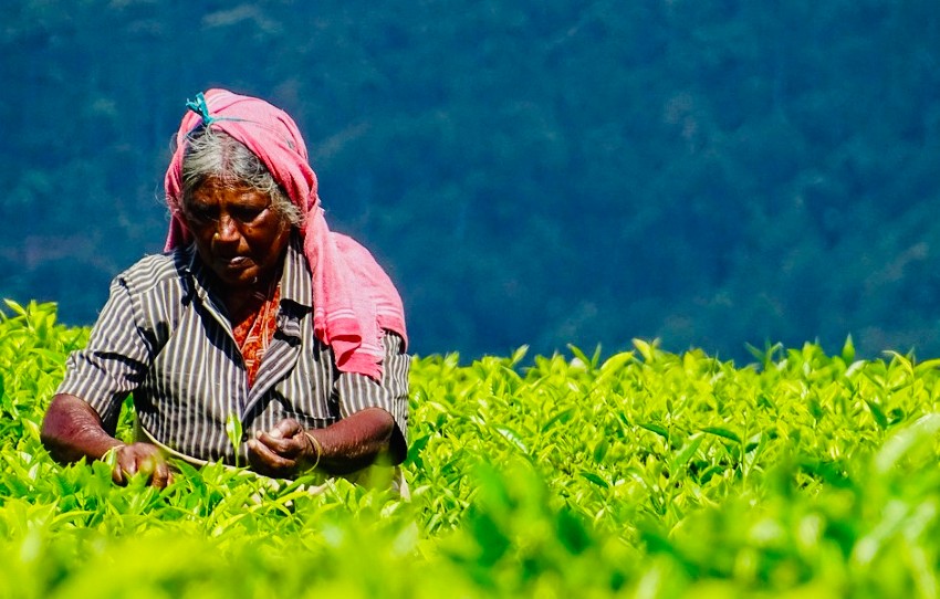 tea-plucker-lockhart-tea-trail-munnar.jpg