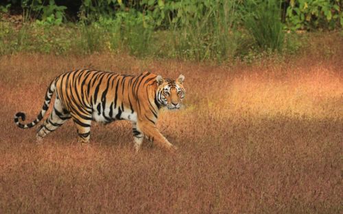 chronicles-of-central-india