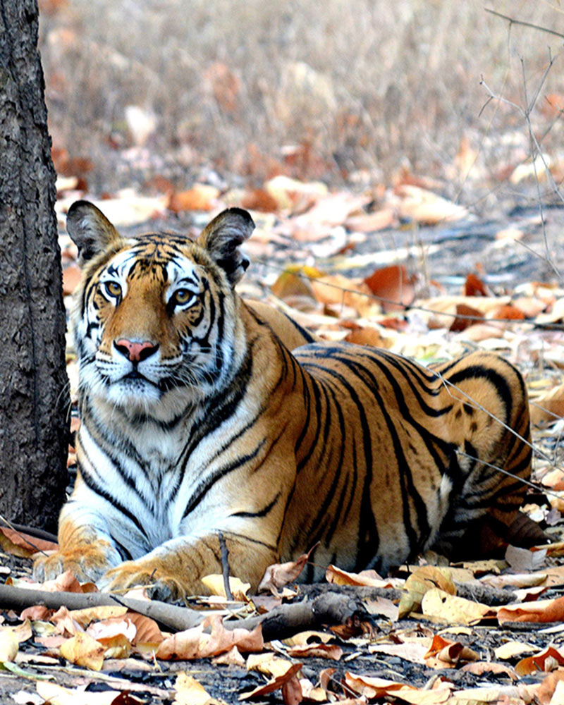 golden-triangle-india