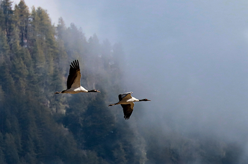 mystical-bhutan