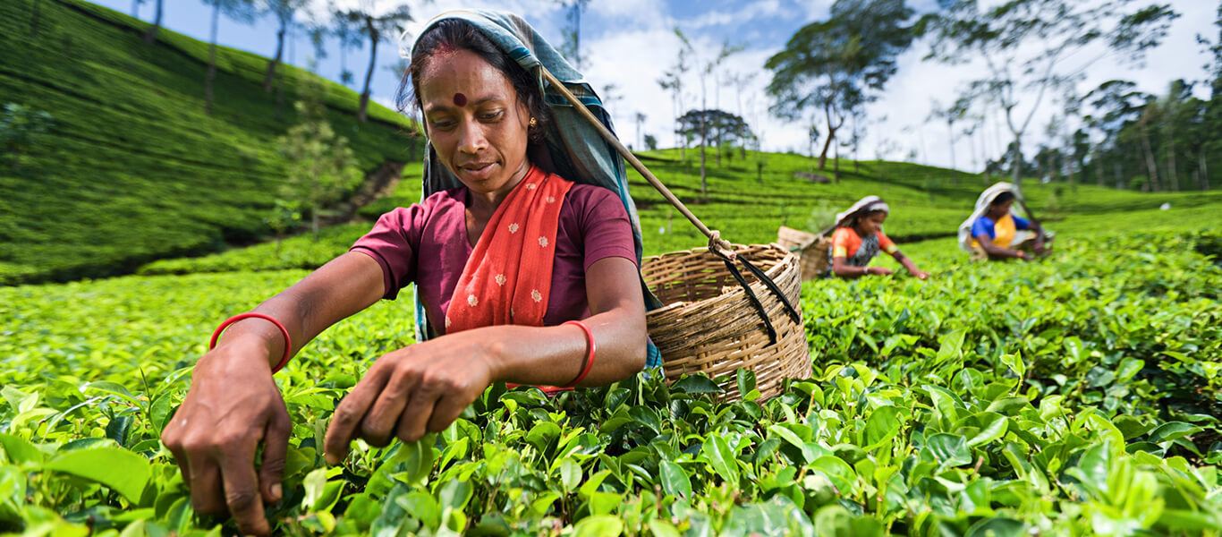 pedal-through-sri-lanka-s-wild-beauty