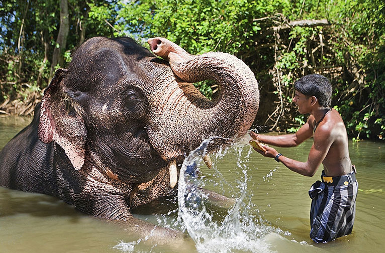 elephant enjoying
