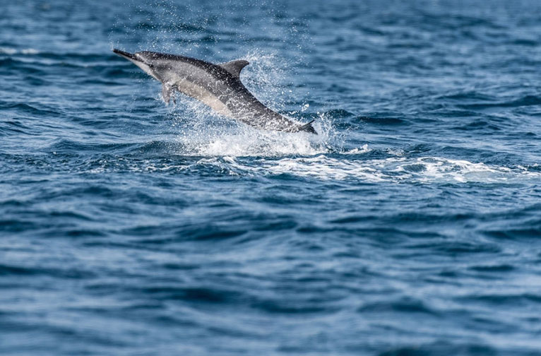 whale watching in sri Lanka