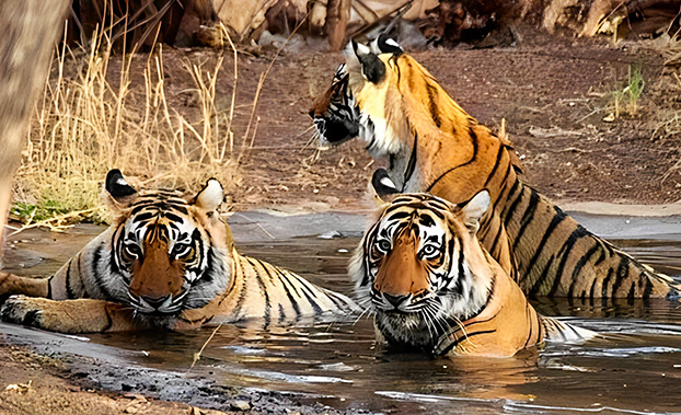 ranthambore-ne-se-r-sume-pas-aux-safaris-d-observation-des-tigres