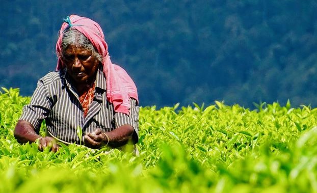 les-meilleures-choses-faire-et-voir-munnar