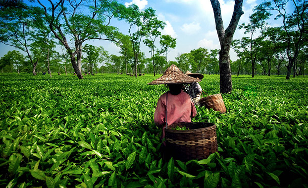 les-meilleures-pistes-de-th-de-l-inde-en-2025