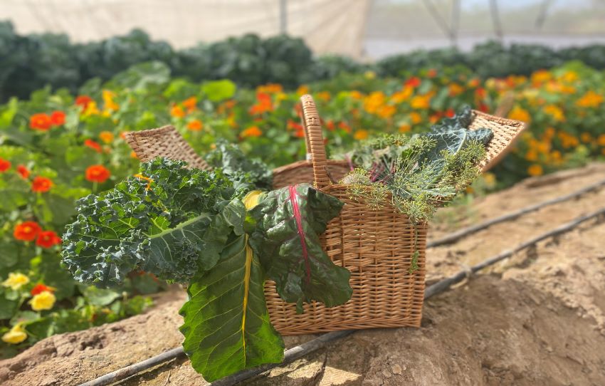 mharokhet-flagship-experience