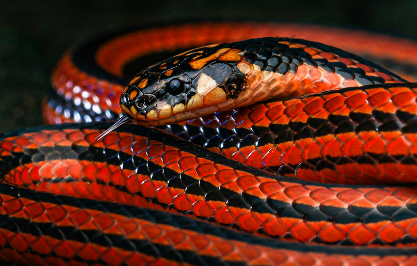 secrets-de-la-foret-munnar-herping-tour