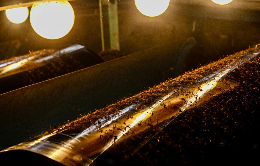 journee-avec-les-cueilleurs-de-the