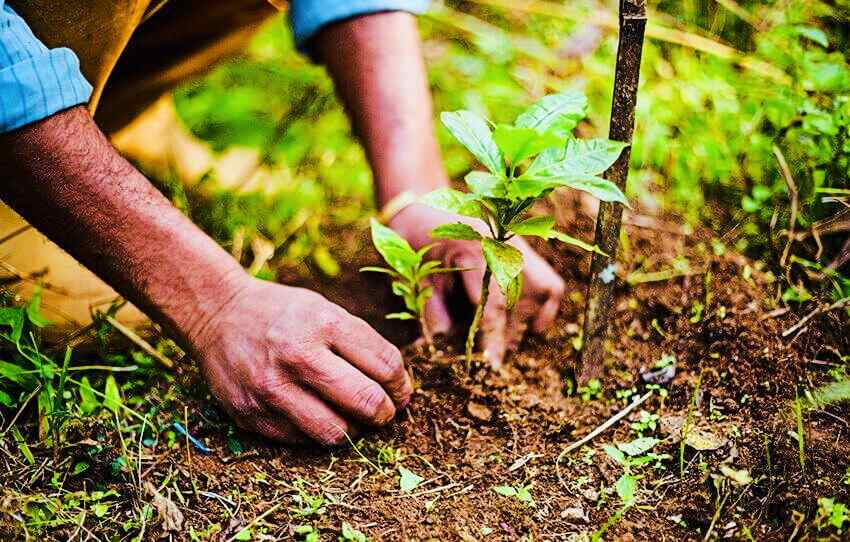 De-la-recolte-a-la-tasse-de-cafe