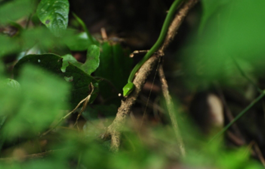 dieux-caches-tigres-croupissants