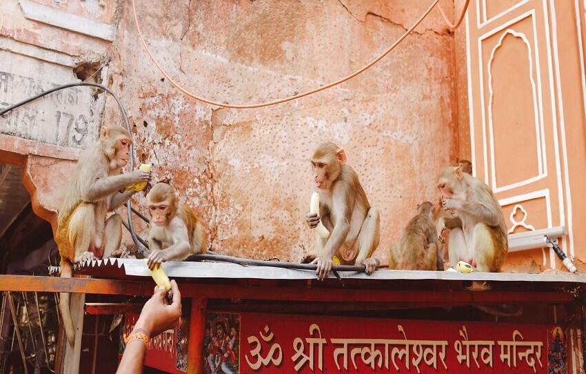 temples-et-havelis-tour-a-pied