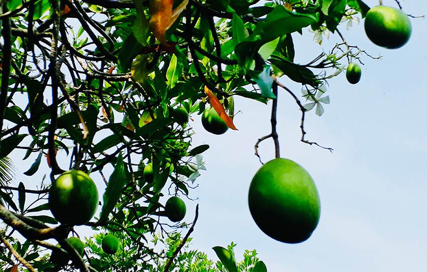 village-backwater-tour-a-trip-down-backwater-lane