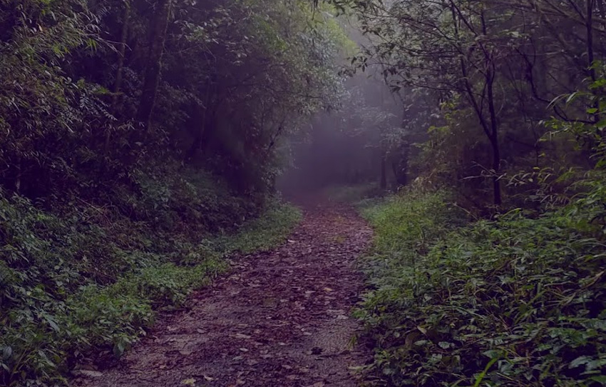 walk-in-peace-Darjeeling