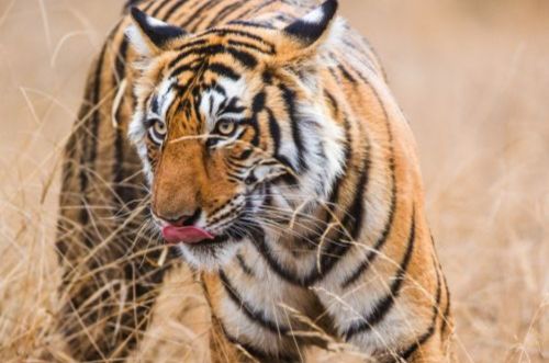 vacances-de-la-faune-et-de-la-flore